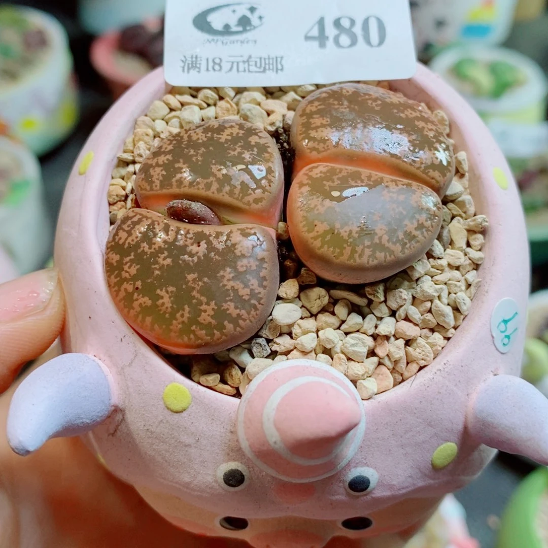 生石花花花花花花花480