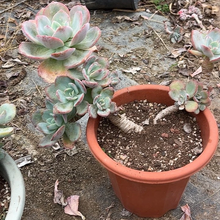 颖***凡456不售后脱土发货不退不换