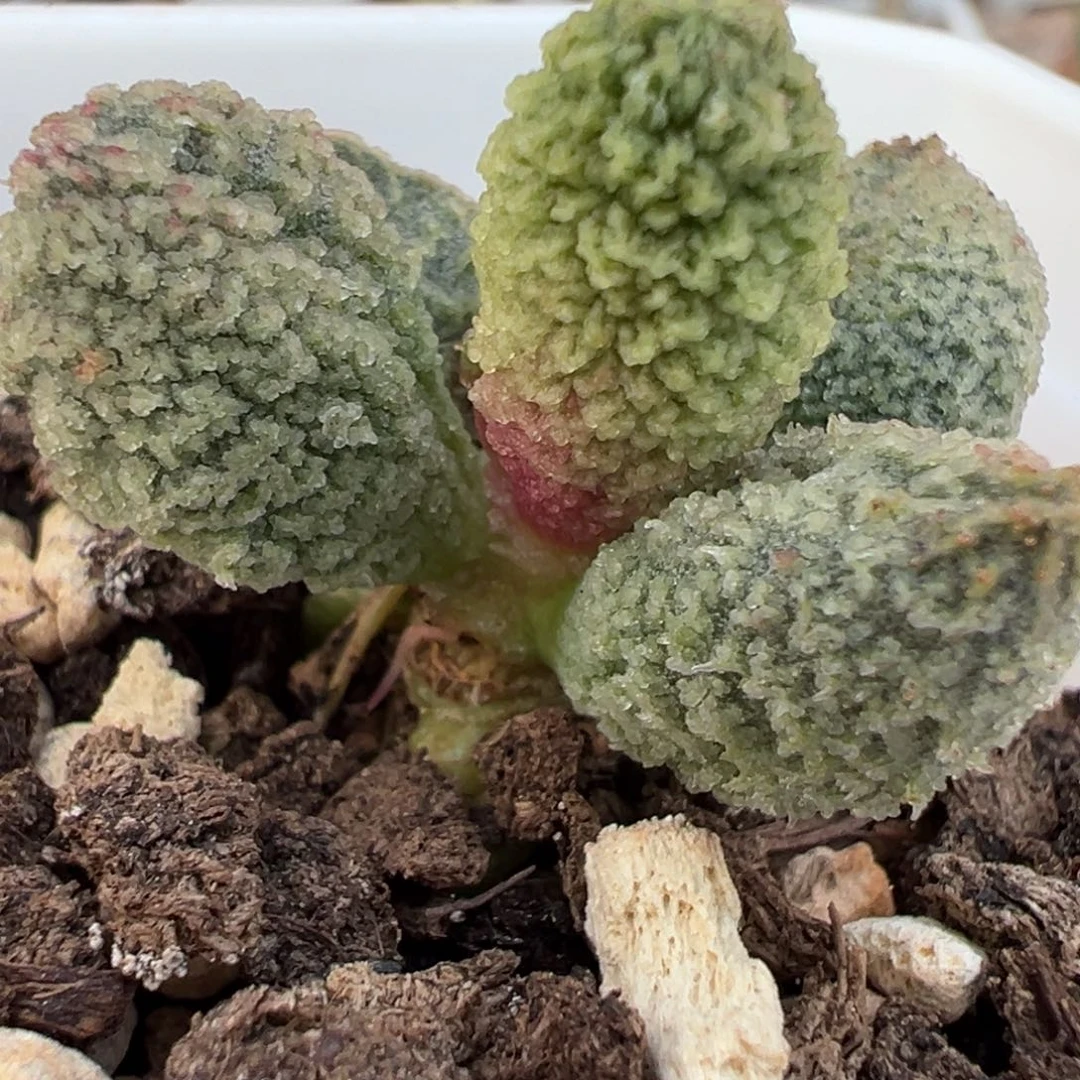 满纹实生新品多肉植物水泡多肉植物