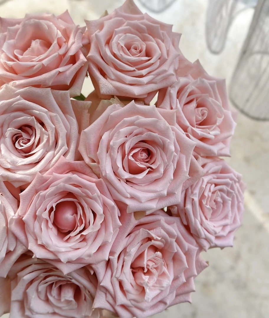 【杏仁奶糖单头玫瑰】新鲜采摘玫瑰花花束云南基地鲜花直发家用鲜花