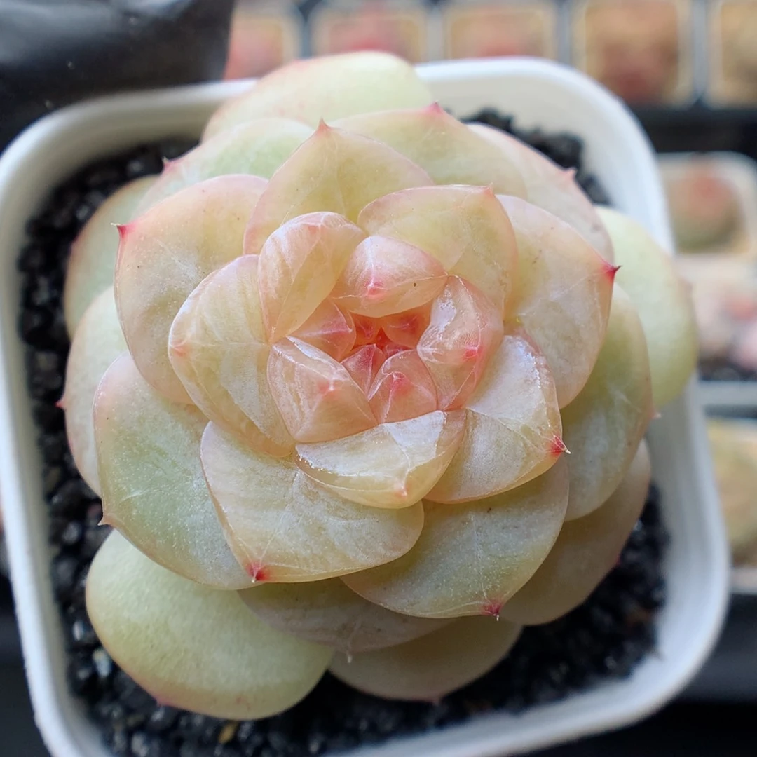 多肉植物。 糖心29