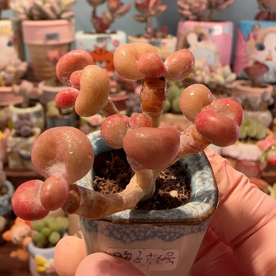 造型桃蛋 盆口2.5cm