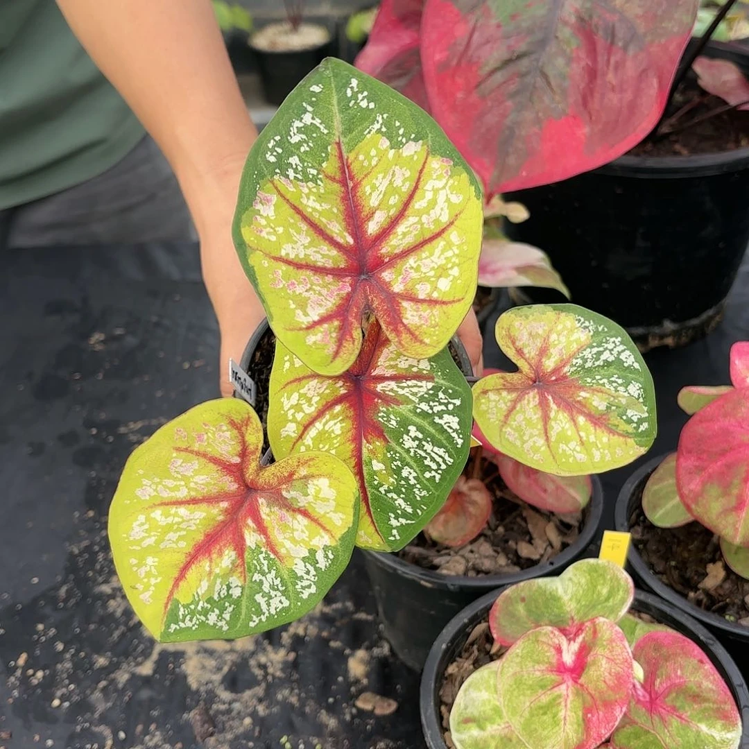 泰国彩叶芋38-0117 多肉