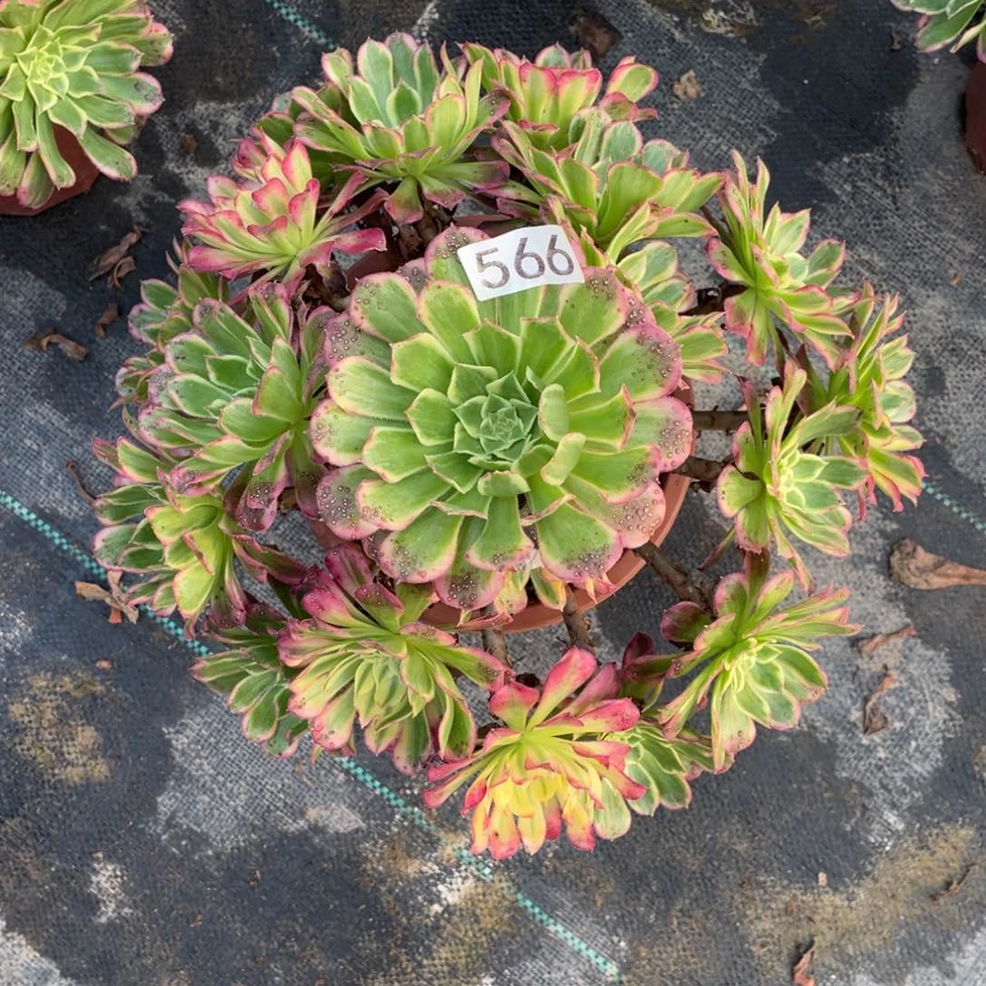 天合叶子有斑点老桩