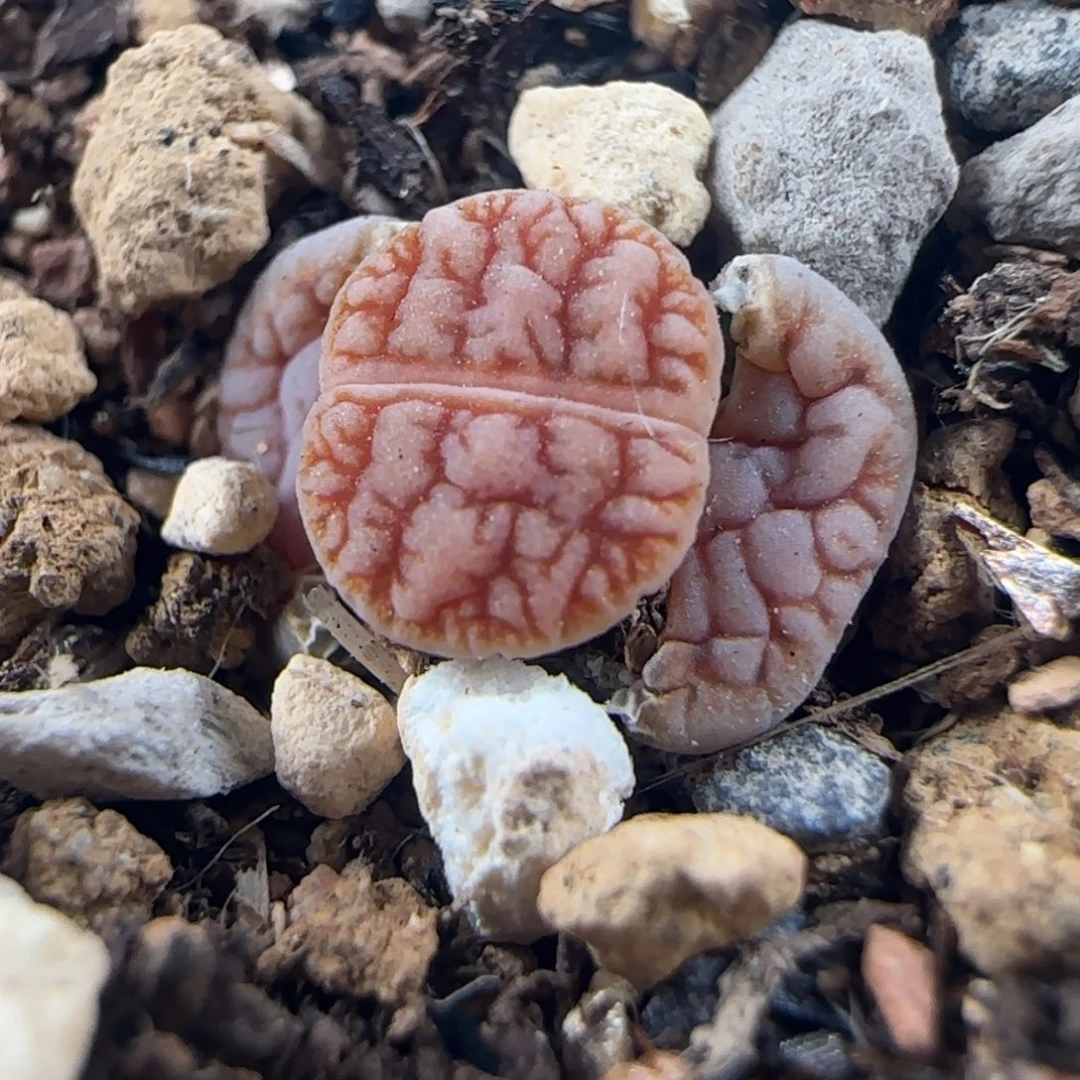 0310/花叔种源261/三脱/尺寸小/