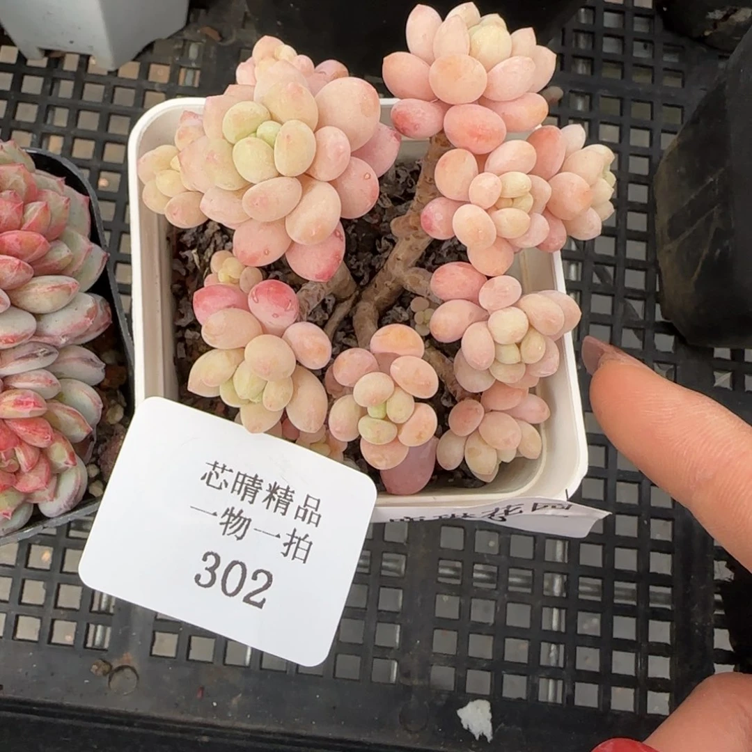 闪购精品多肉302号