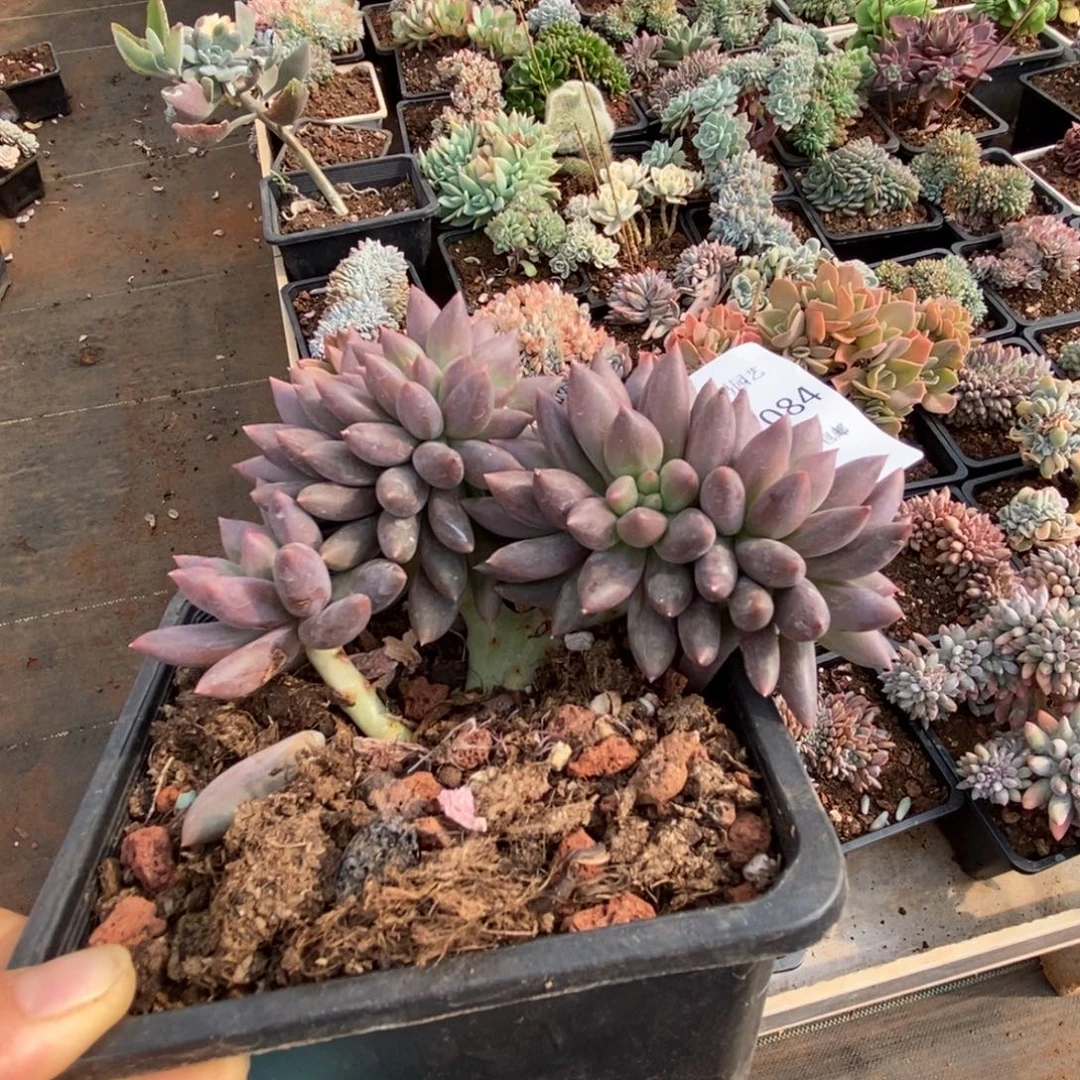 红蜻蜓缀化多肉多肉084