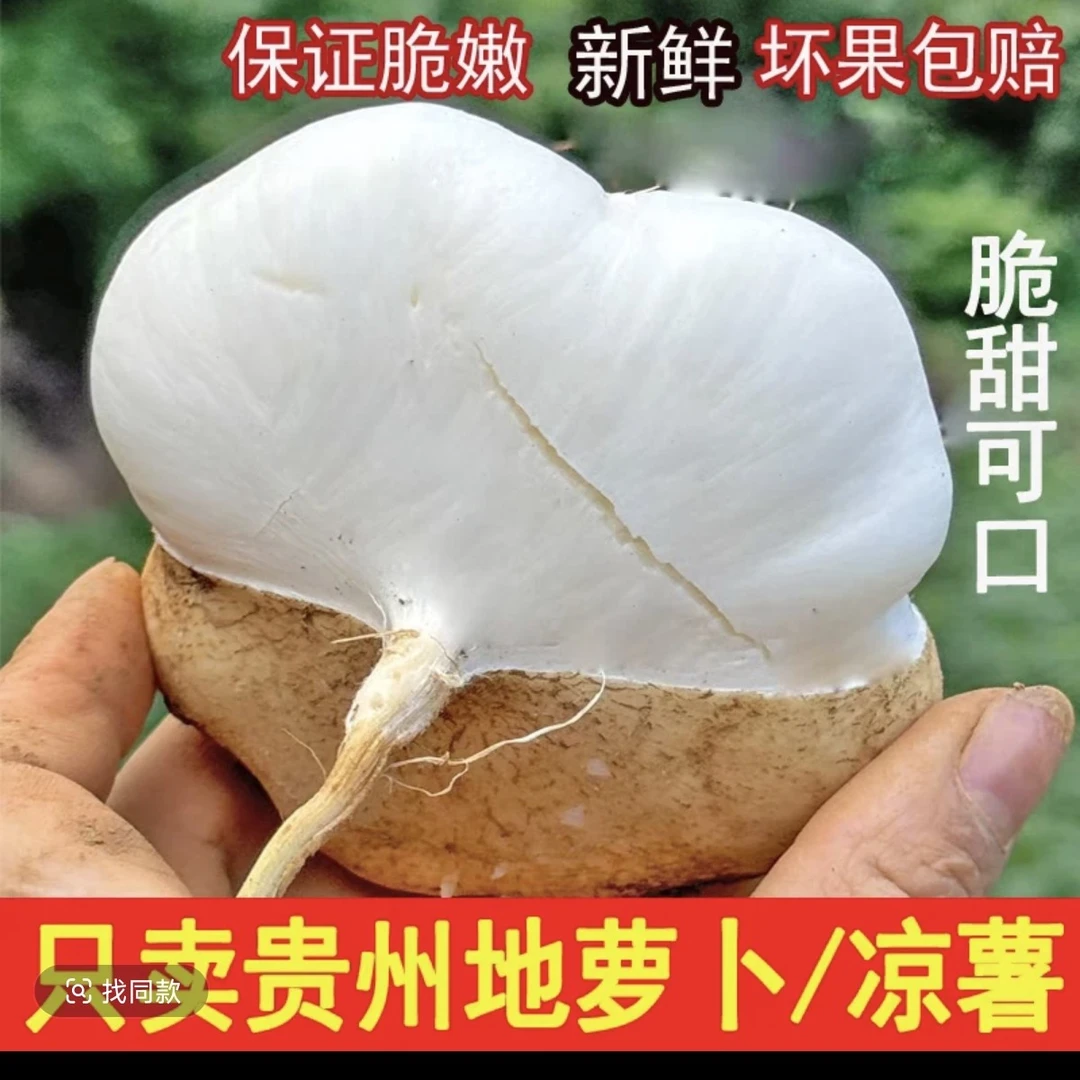(贵州凉薯地萝卜)新鲜地瓜凉薯现挖皮薄当季土瓜番薯孕妇健康