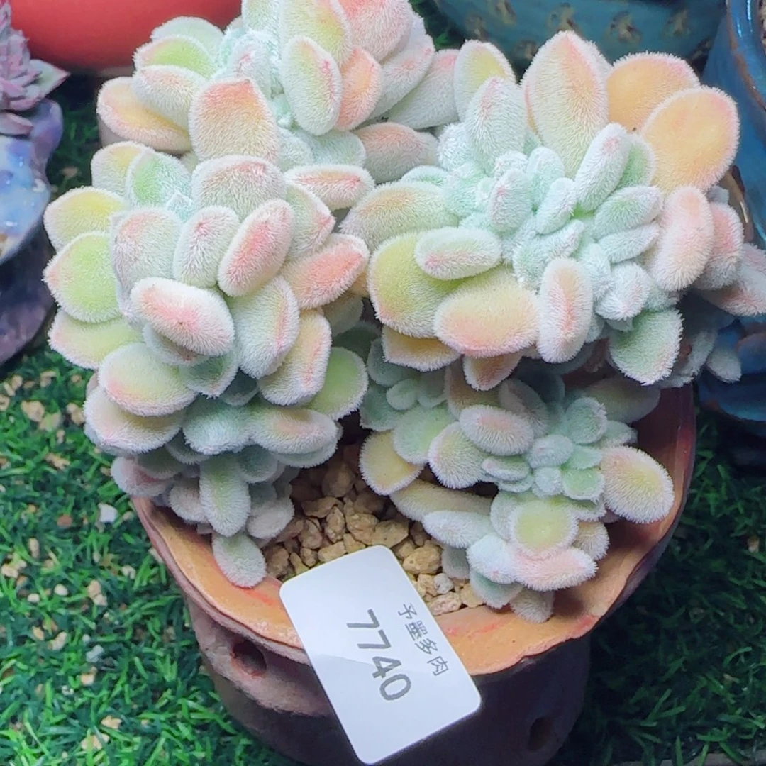 雪晃星缀化，7740多肉植物