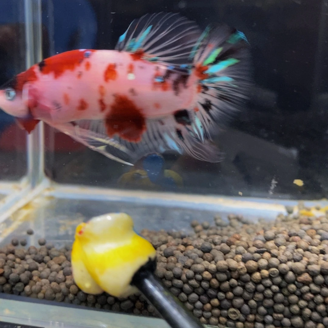 斗鱼401巨斗11111