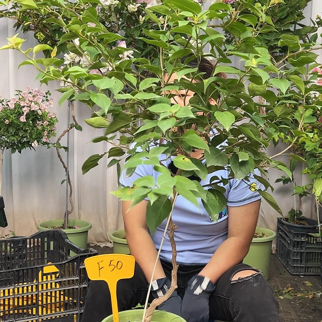 路***路当前无花栽培后可以开花F50金色光辉