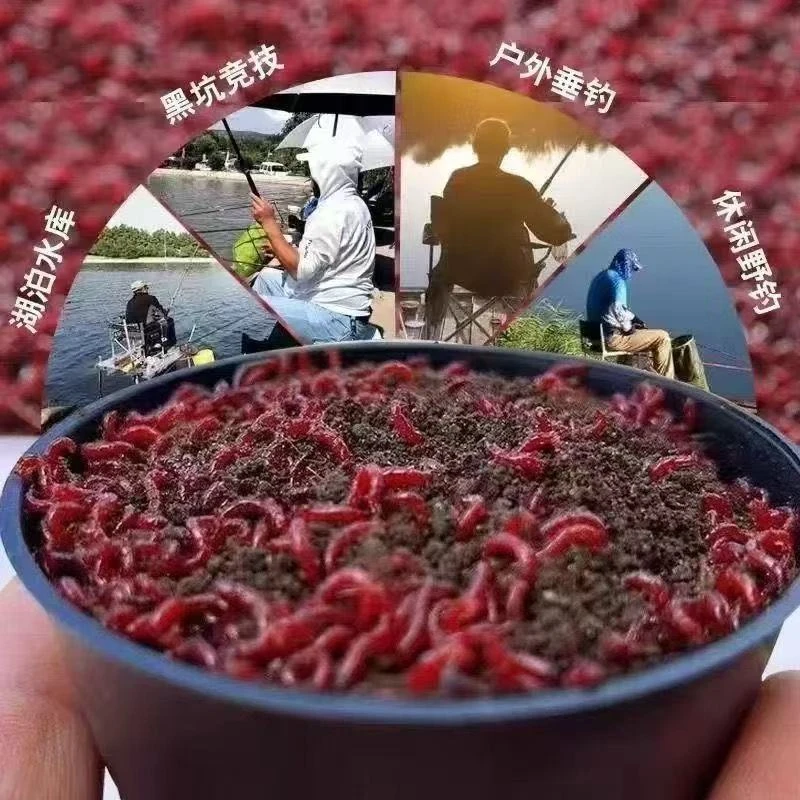 带土发货鲜活特大号红虫钓鱼专用黑坑野钓拉饵喂鱼六角恐龙观赏鱼