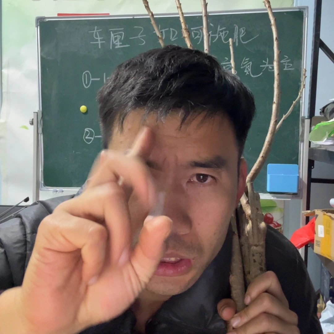 当前无花栽培后可以开花