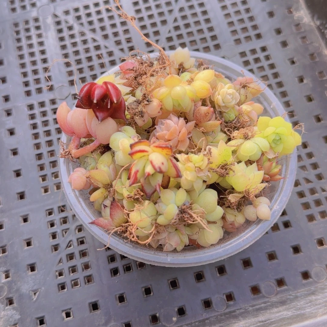 饭盒小苗保底50颗以上量拍