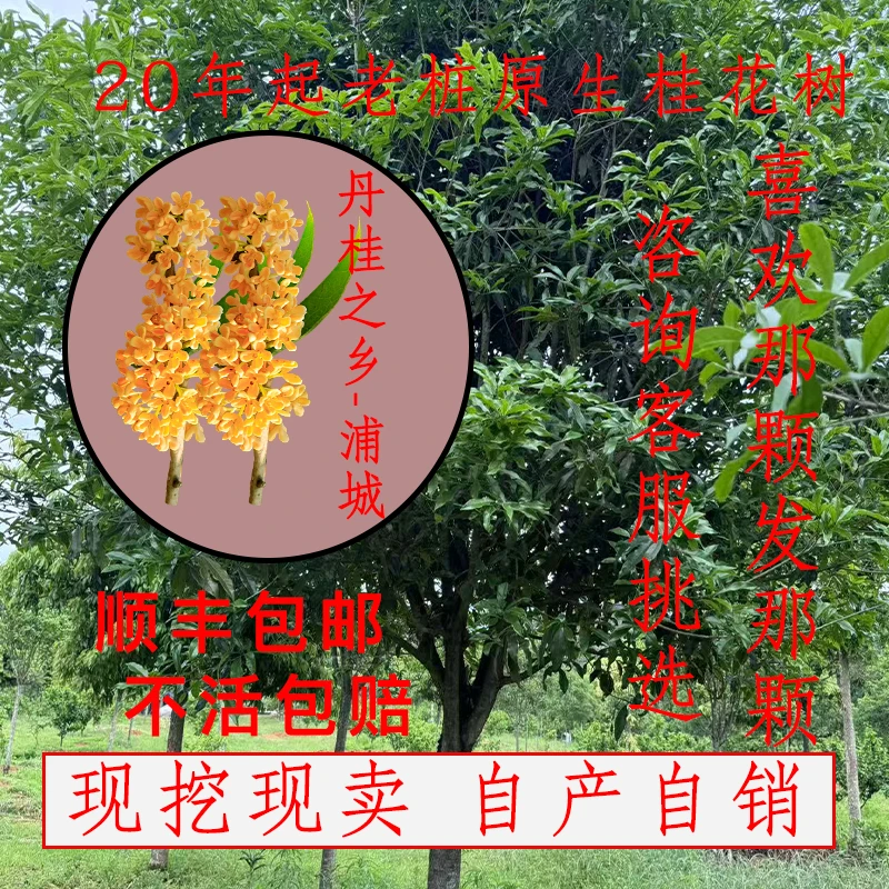 【浦城丹桂】桂花树苗庭院四季常绿树带土直径种植8公分起8月桂