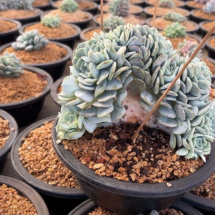 劳林群生缀化多肉，嫁接落地