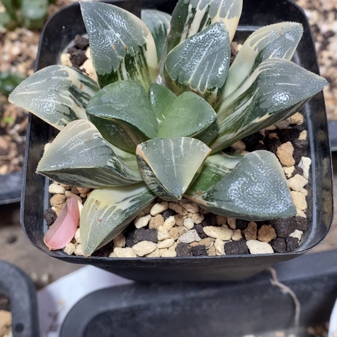 一颗实生大克锦