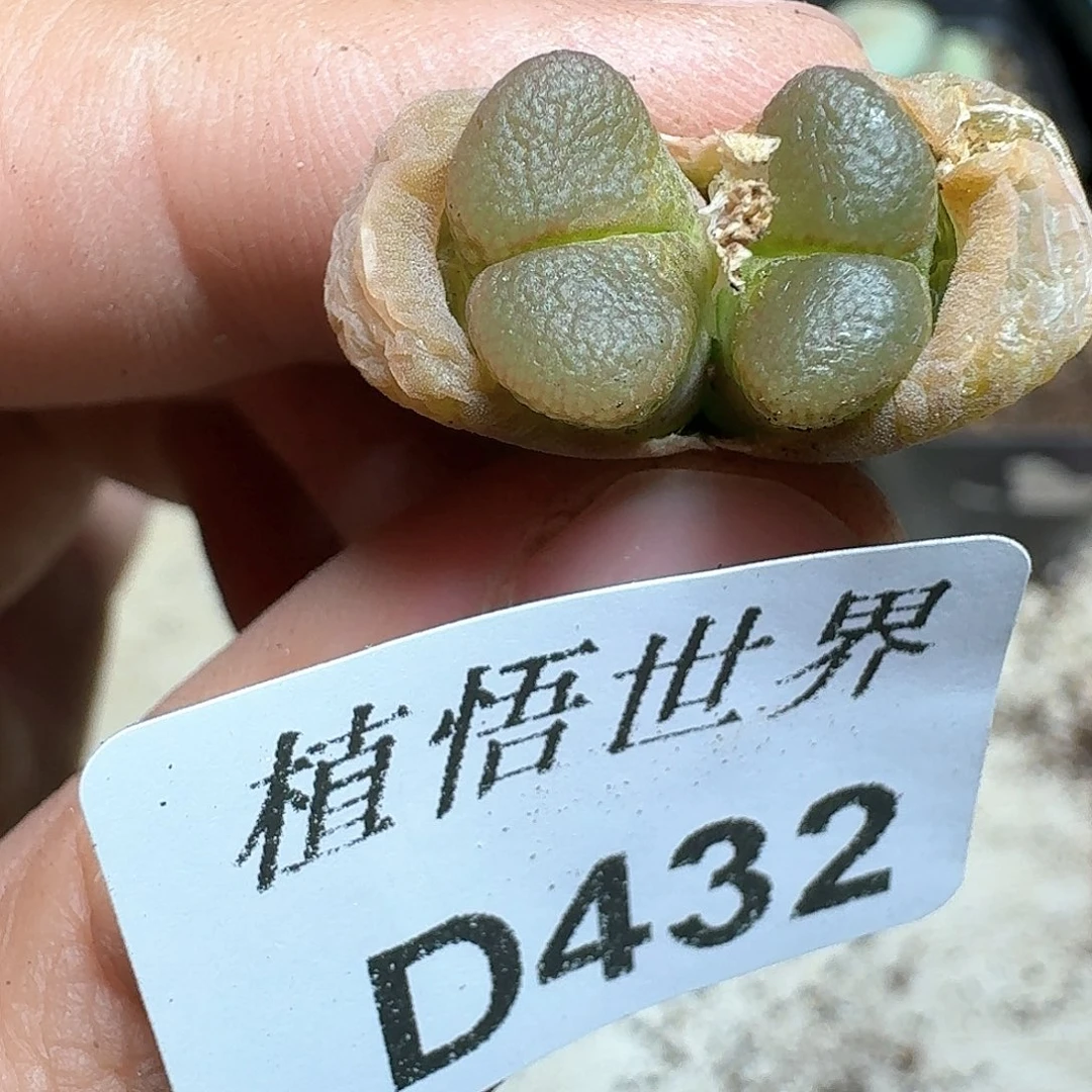 432号多肉植物哇x c