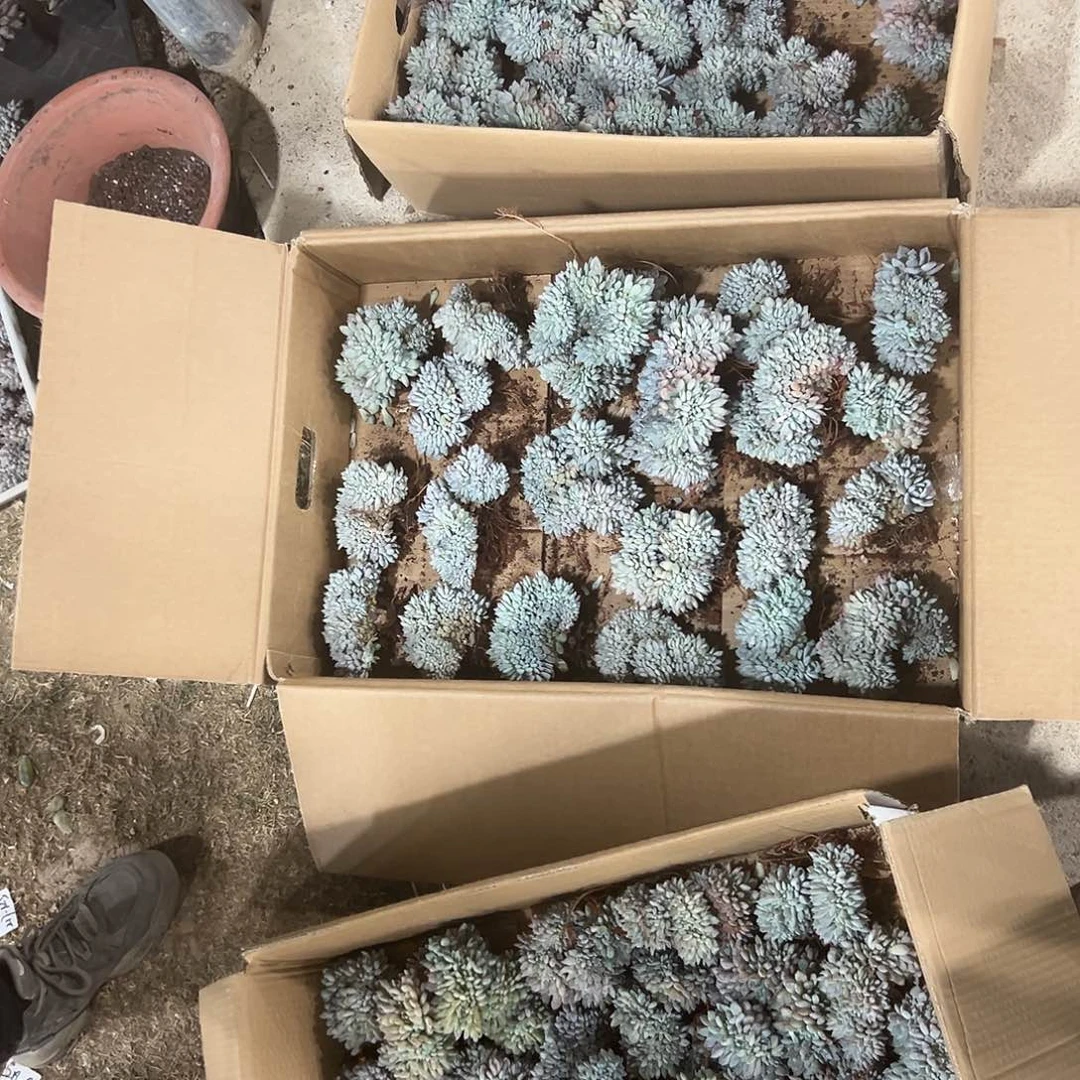 222-38橙子缀化随机有的有切介意慎拍