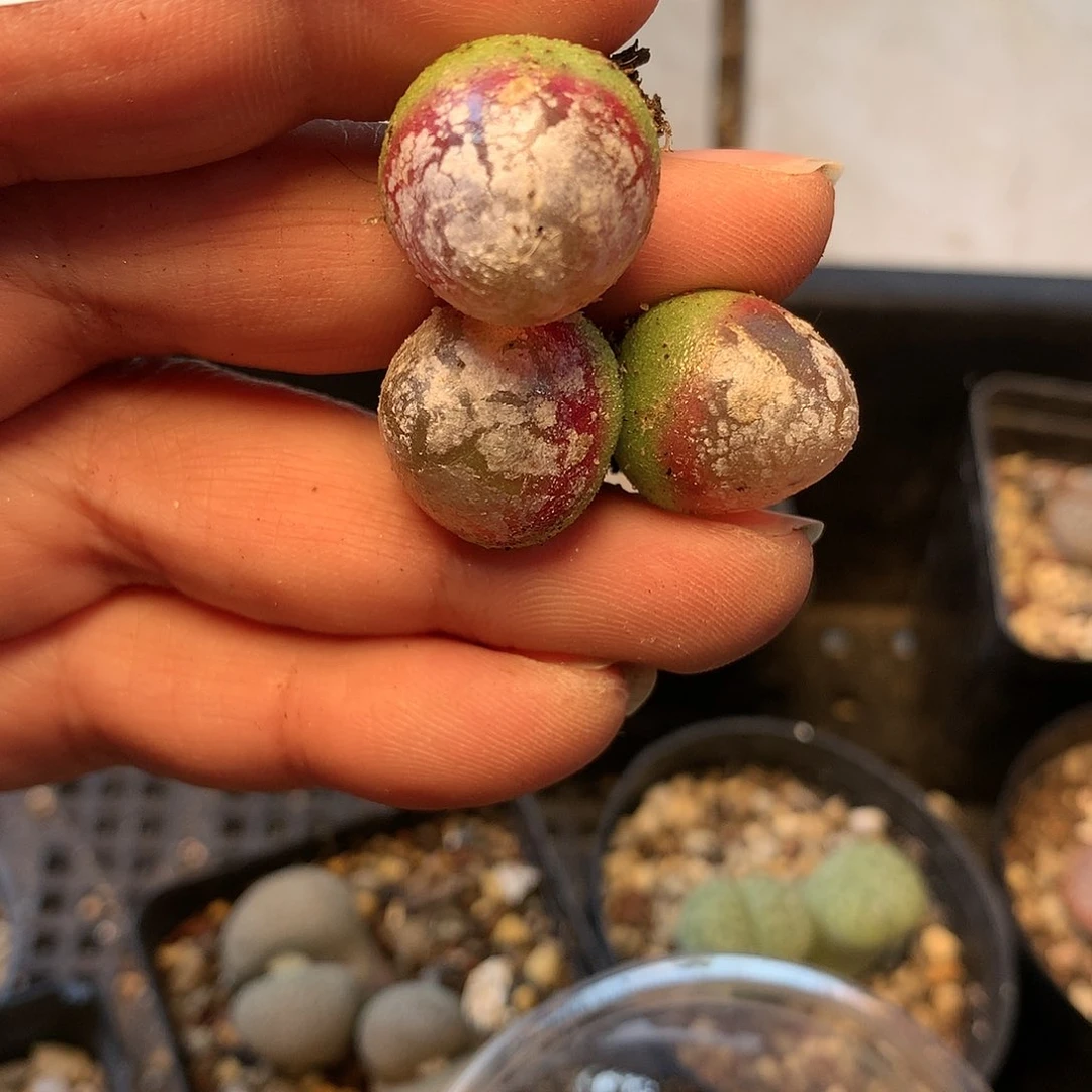 呼*鹿B371多肉植物保护研究所