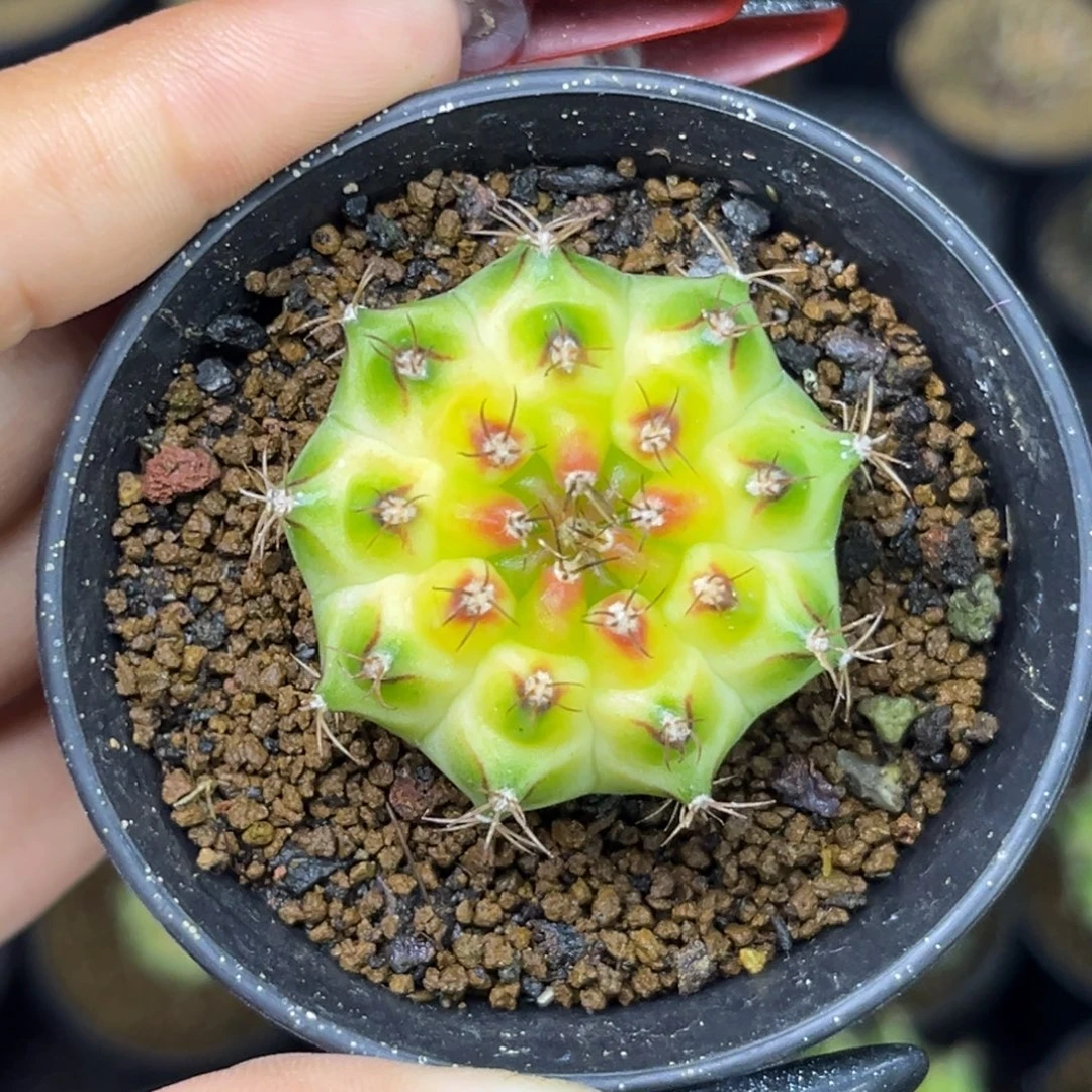 泰系轮回 带盆土发货