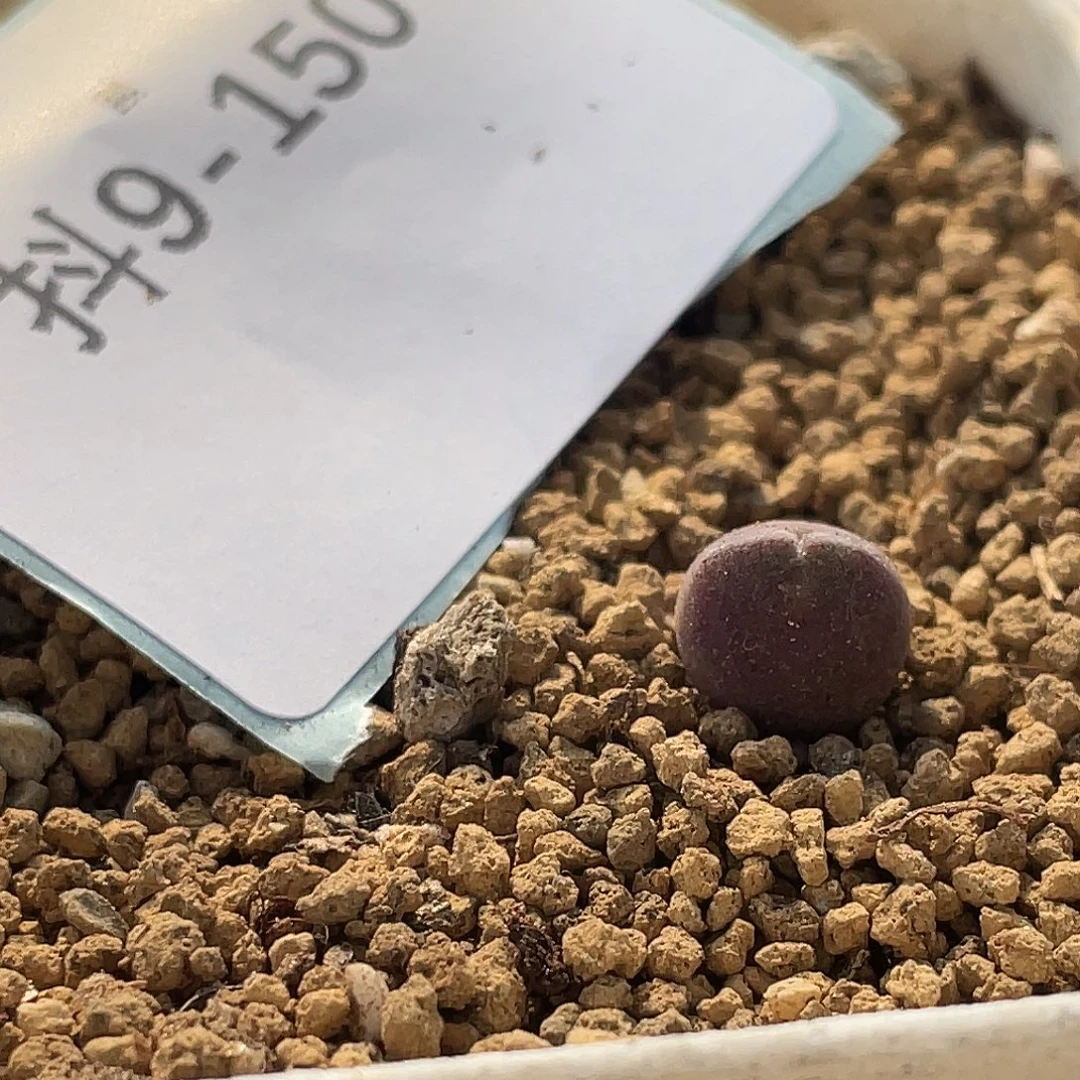 小***妮9-150肉锥多肉植物