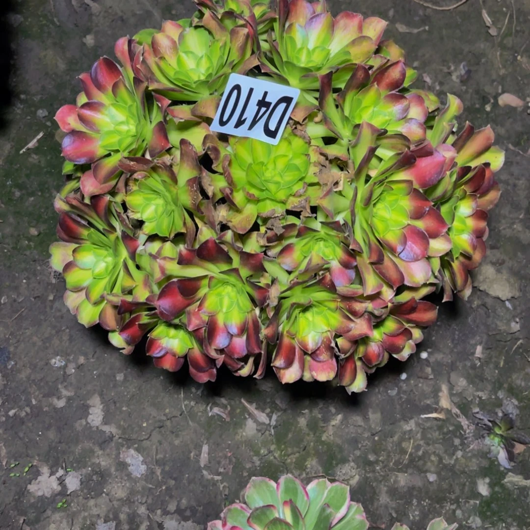 韶华法师16////3包邮