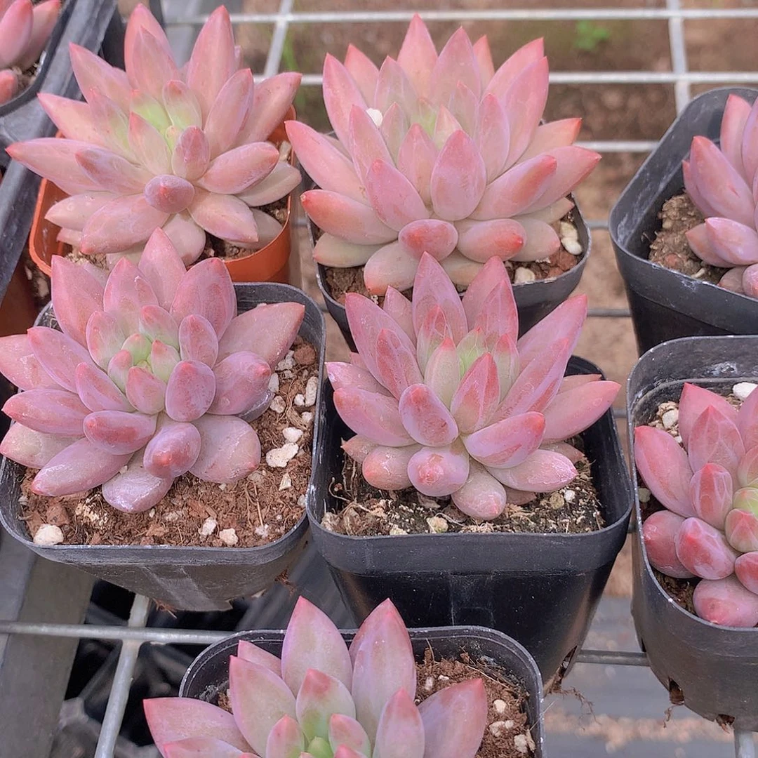 两颗水晶球345678899900