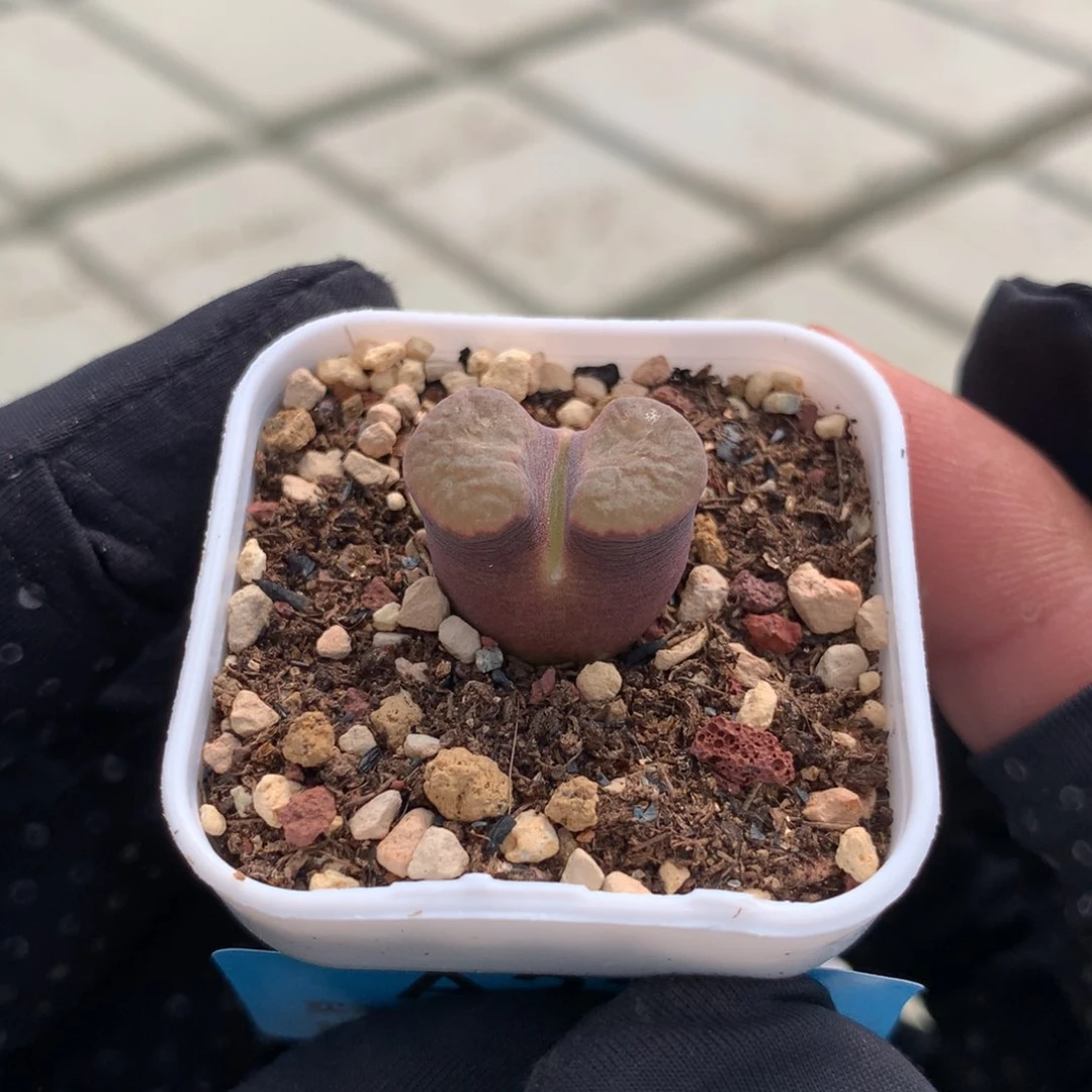 a231磁铁风铃母本