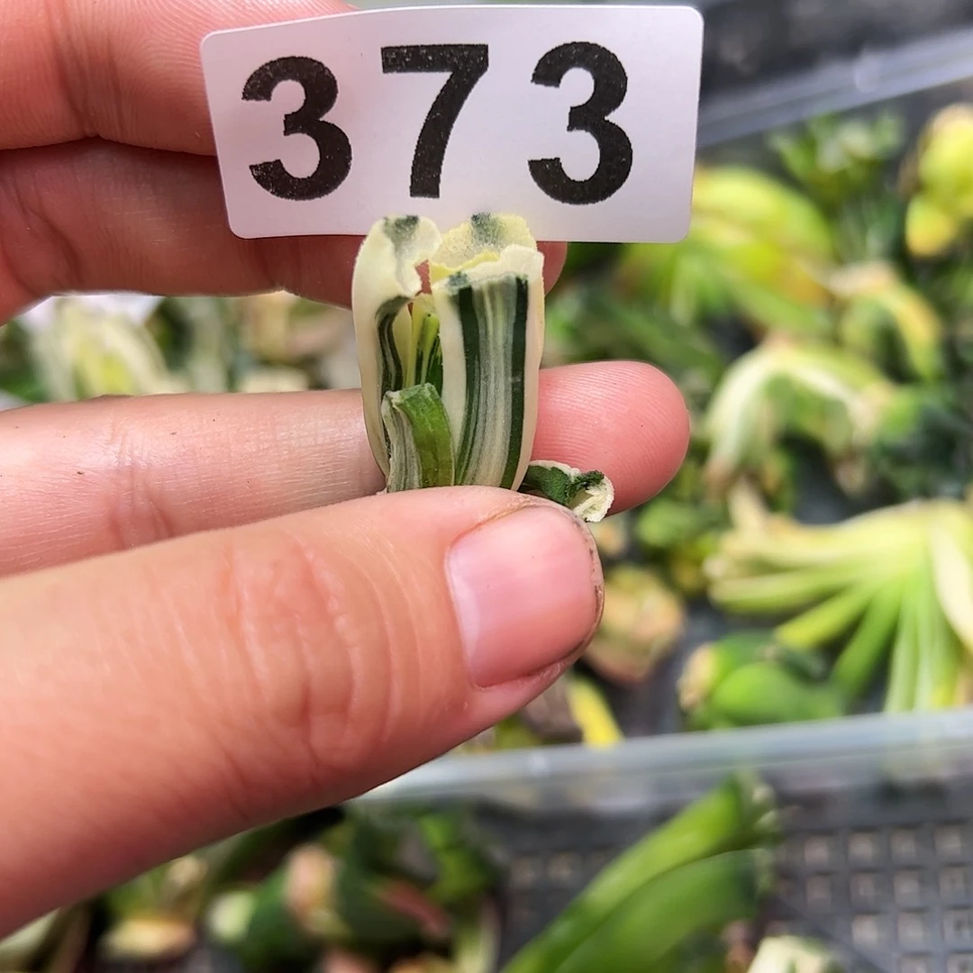 猛犸实生锦十二卷多肉