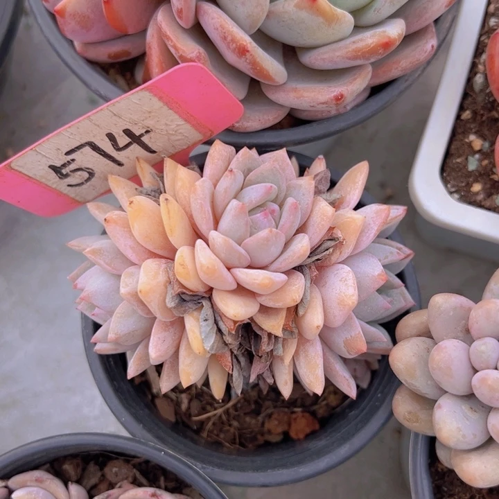 ，健健康康平平安安