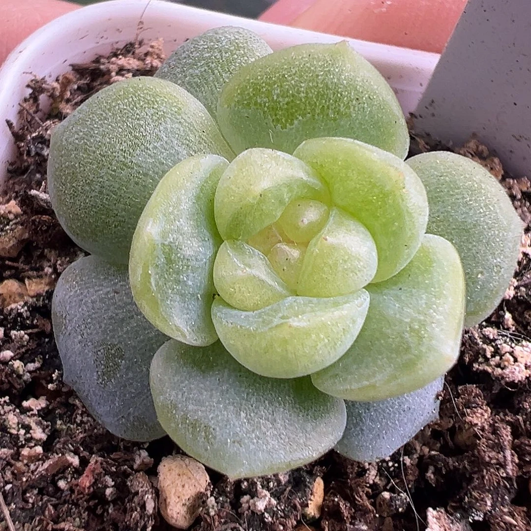 风花雪月白。