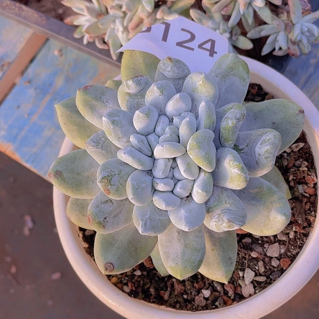 【闪购商品】拇指双头