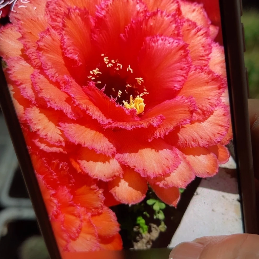 下51毛清清35 歪无根侧芽5公分左右20包邮