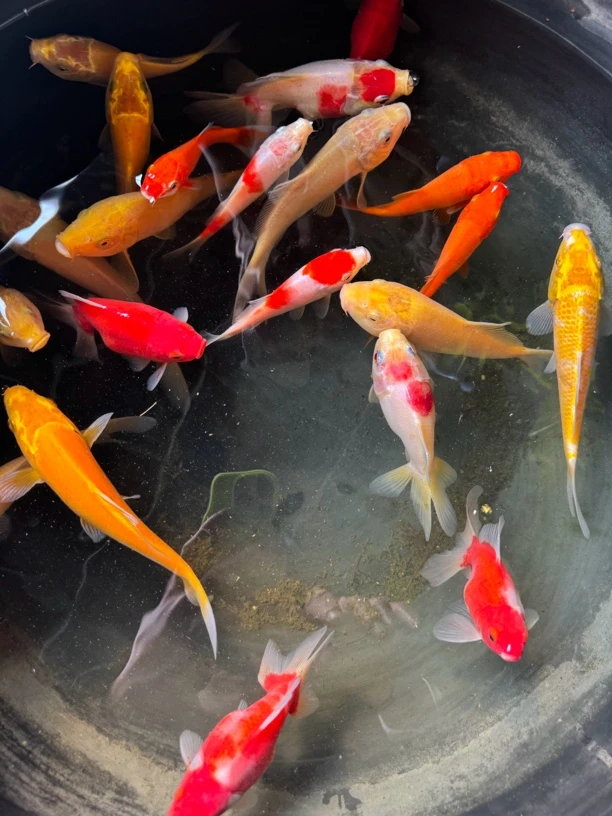 锦鲤介子 冷水鱼观赏鱼三条