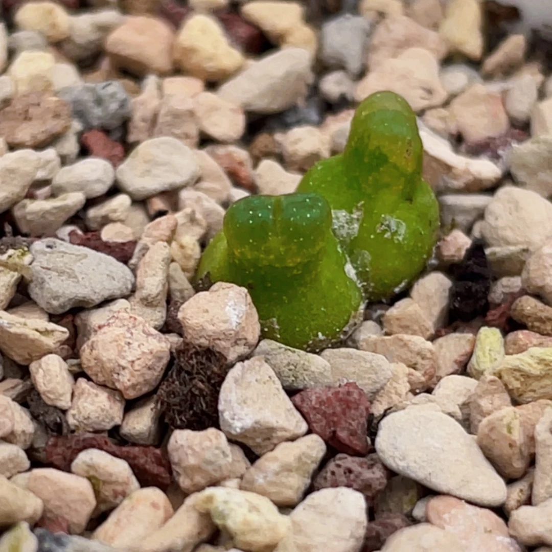 双头小葫芦植物一物一拍