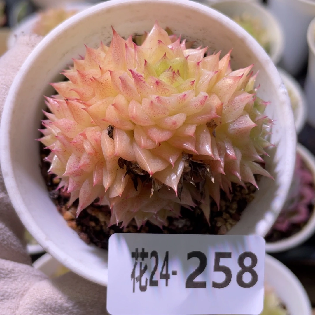 花利美24-258麦秆