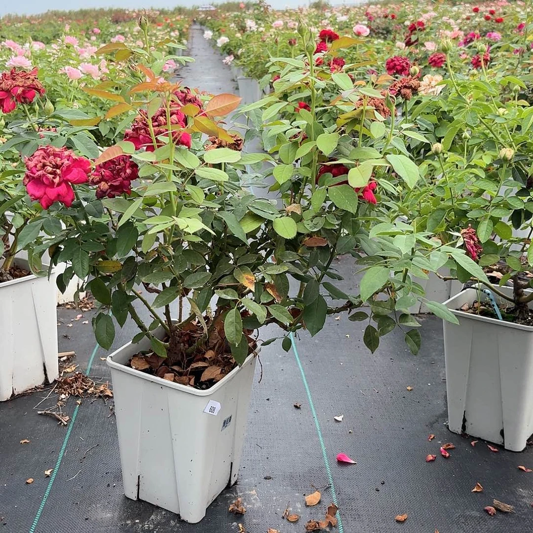 当前无花朵，栽培后可花朵608