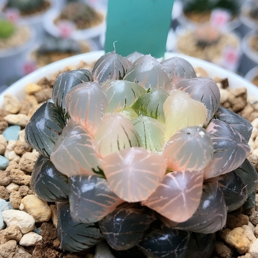 【闪购商品】小**学紫镜锦48