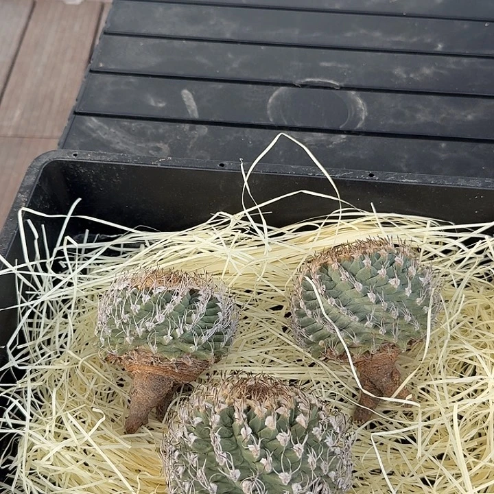 无花朵闪闪发光赤花娇丽