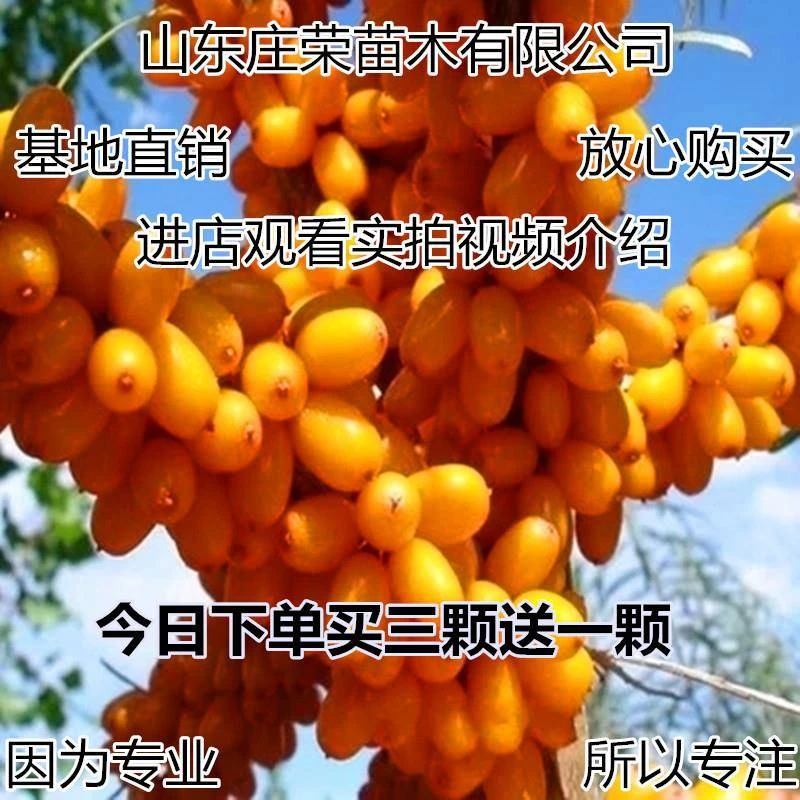 中亚沙棘树苗 俄罗斯大果沙棘苗盆栽 地栽沙棘果树苗 南北方种植