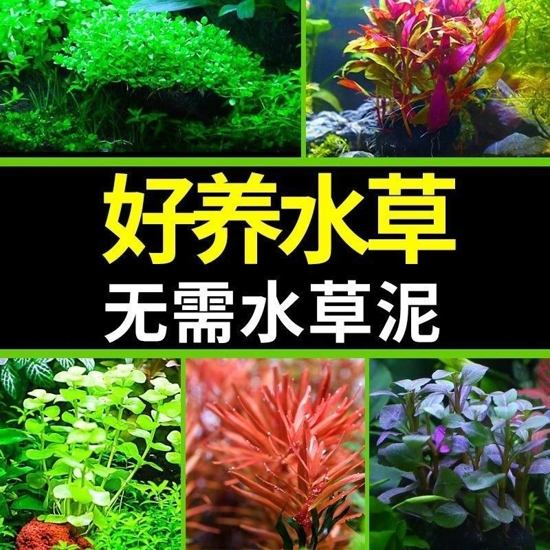 鱼缸懒人水草沉底养不死养鱼水草植物净化水质水族箱造景套餐淡水