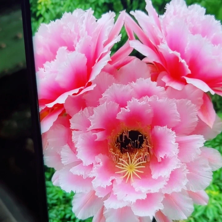 48毛大仙女歪无根侧芽5公分左右20包邮