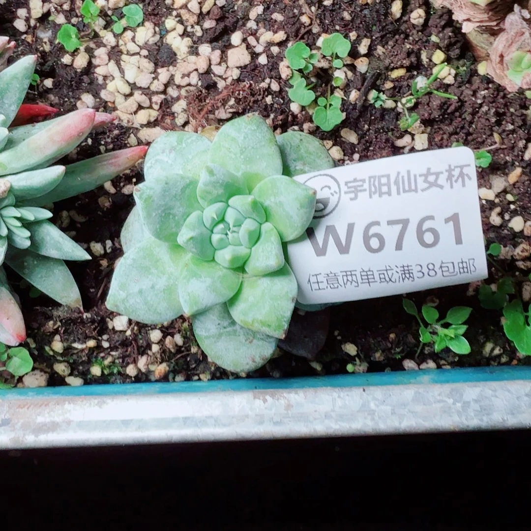 财***米6761绿拇指仙女杯多肉