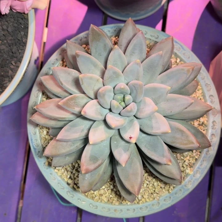 焦糖体 哥特 单头 23cm