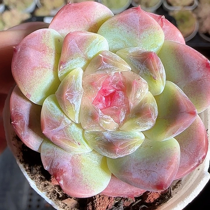 1119-------08秘境冰魄