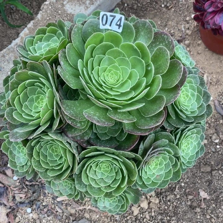 074多肉植物圣罗兰