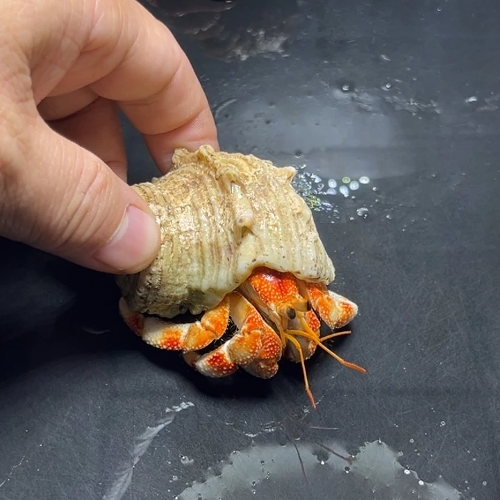 闪16号毛球2.5口径