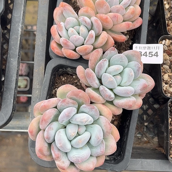 阿雅园艺。        3454香水两颗