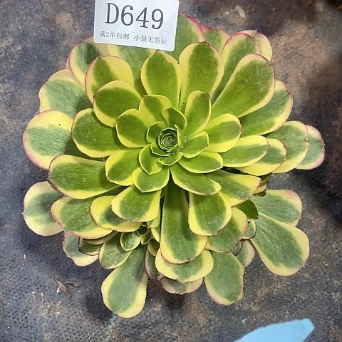 649水中月多肉法师锦量拍